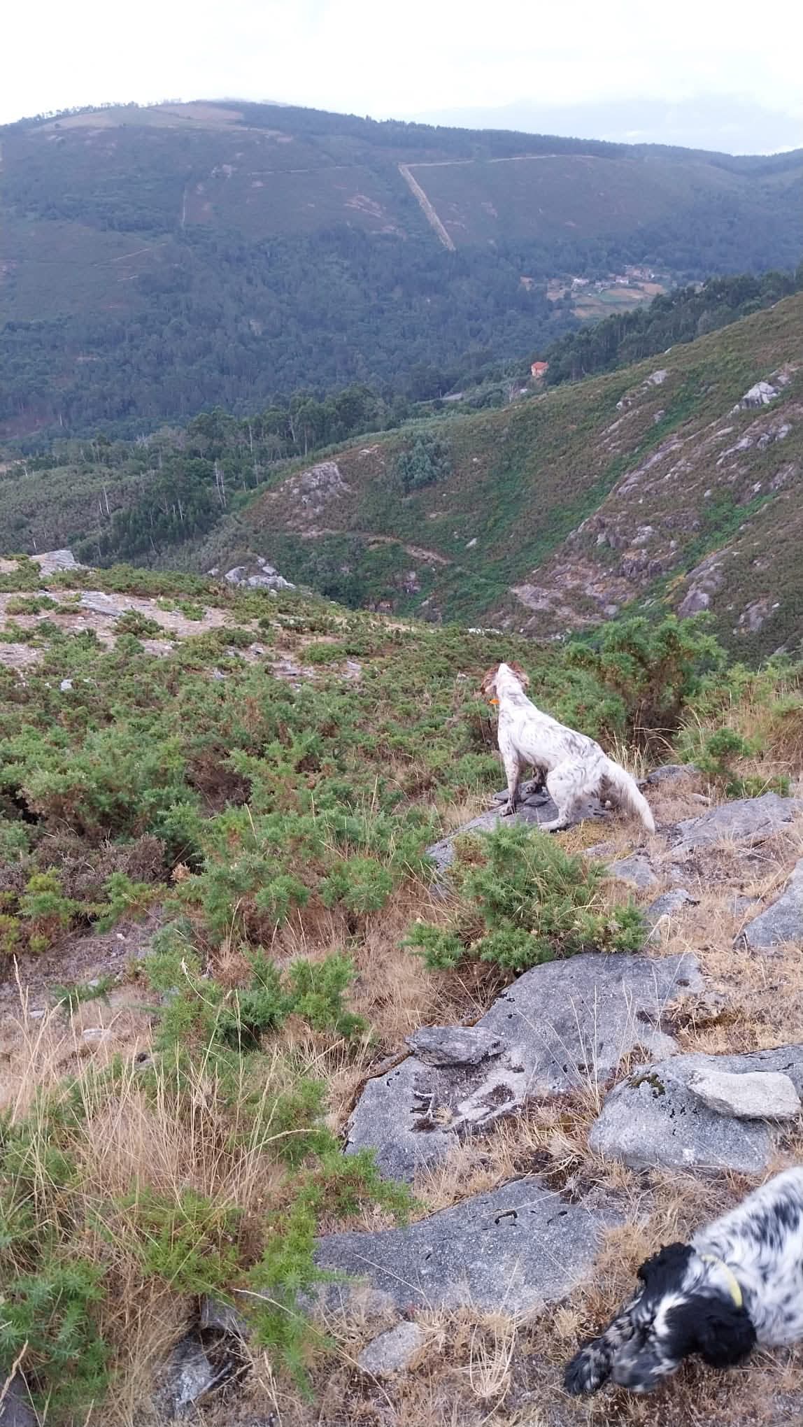 Perros en el monte