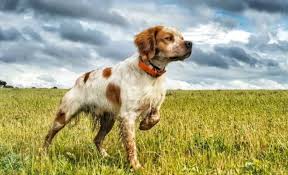 Perro de caza en el campo